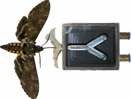 Tabakschwärmer prüfen Blüten mit zweiter Nase