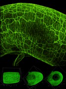 Diese Rekonstruktion des Nervensystems im Darm einer Maus zeigt ein Netzwerk von