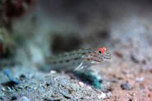 Warum Fische rote Signale im türkis-blauen Meer aussenden