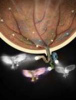 Was das Mäuseauge dem Mäusegehirn erzählt