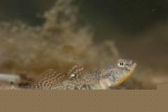 Strandgrundel-M�nnchen (Pomatoschistus microps). Foto: Martin Vallon