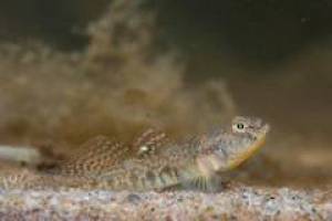 Was Fische dazu treibt, die eigenen Eier aufzufressen