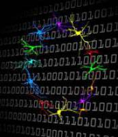 Wie im Gehirn aus dem Nichts die Zahl Null entsteht