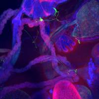 Wie Schwangerschaft die Wahrnehmung verändert