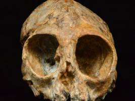 Affenschädel belegt Ursprung von Menschenaffen und Menschen in Afrika