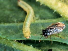 Bergamoten - Verlockung und Verh�ngnis f�r Tabakschw�rmer