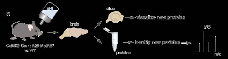 Das Proteom aktiver Nervenzellen