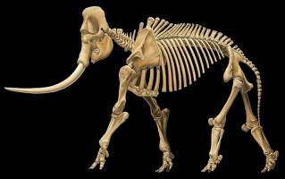 Elefanten brauchen neuen Stammbaum