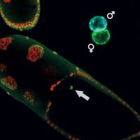 Epigenetik zwischen den Generationen