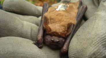 Flederm�use w�hlen optimales Reisewetter