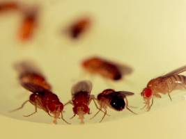 Fruchtfliegen: Wachsen trotz Fasten