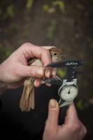 Gelegenheit macht Seitenspr�nge