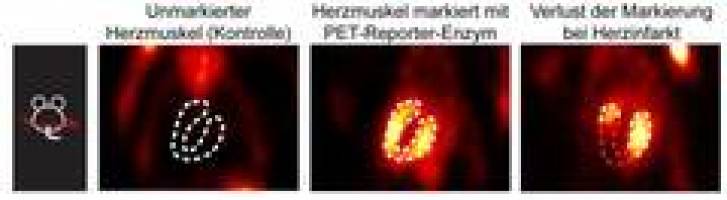 Markierte Zellen als Fenster in den K�rper