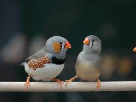 Mutation macht Zebrafinken-Spermien schneller