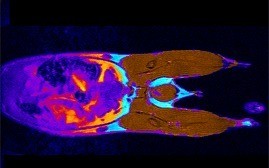 Unterk�rper und Extremit�ten einer Maus im Magnetresonanztomografen: In der Fals