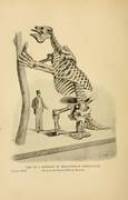 Riesenfaultier war Vegetarier