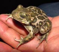 Riesensalamander, Geckos und Olme - Verschwundene Artenvielfalt in Sibirien