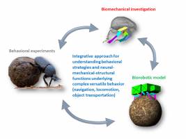 Roboter nach dem Vorbild der Mistk�fer
