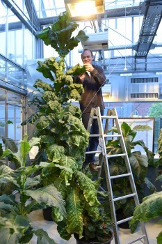 Im Gew�chshaus: Biotechnologe  Dirk Pr�fer (zugleich Leiter des Fraunhofer-Insti