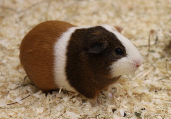 Meerschweinchen 
		 - WWU/Dirk Loddenkemper