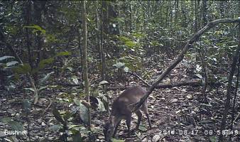 Verbesserte Analysemethoden erleichtern Artenschutz