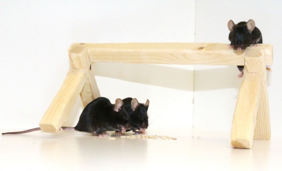 Bei weiblichen M�usen wird das Verhalten um den Eisprung herum weniger berechenb