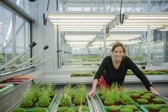 Die Pflanzengenetikerin Marja Timmermans im Gew�chshaus mit Arabidopsis-Pflanzen