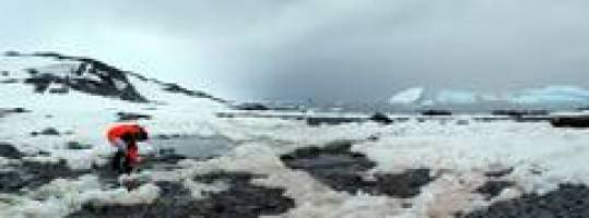 Winzige Weltenbummler: In Arktis und Antarktis leben die gleichen Bakterien