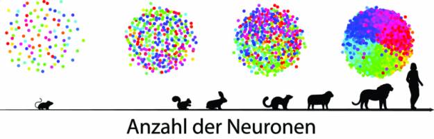 Zellzahl bestimmt Struktur neuronaler Karten