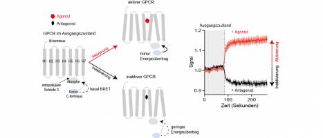 Fortschritt f�r die Arzneimittelforschung