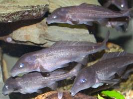 Roboterfisch bringt ,,echte