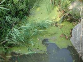 Duckweed: The low-down on a tiny plant