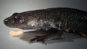 Grüne Wiese statt Eisdecke