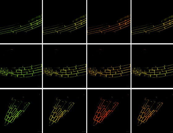Mikroskopiebilder (FRET-Verfahren) zeigen drei verschiedene Regionen einer Wurze
