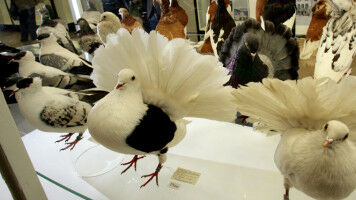 Wenn der Stammbaum nach 500 Jahren wieder golden gl�nzt