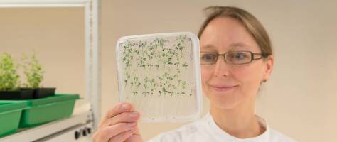 A molecular break for root growth