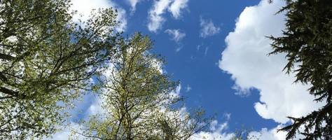 An epigenetic ageing clock in trees