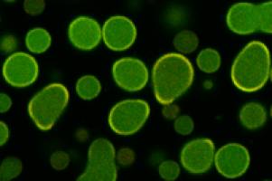 Antwort im Mikrotr�pfchen