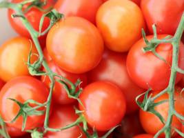 Asteriden: Verwandtschaftsverhältnisse von Heidekraut und Tomate geklärt