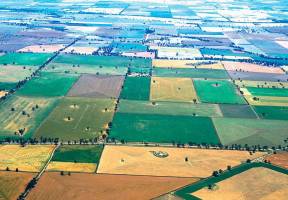 'Asynchrony' important in crop diversity for global food security