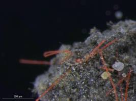 Auswirkungen von Mikroplastik im Boden auf das Ökosystem: Forschung geht in eine neue Phase