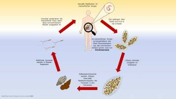 Bek�mpfung von Schistosomiasis voranbringen: JGU und Merck vereinbaren Open-Lab-Initiative