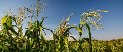 Climate-adapted plant breeding