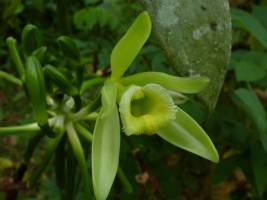 Coffee, cocoa and vanilla: an opportunity for more trees in tropical agricultural landscapes
