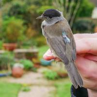 Den R�tseln der Vogelwanderung auf der Spur