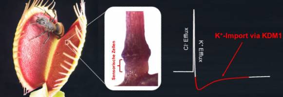 Der Drucksensor der Venusfliegenfalle