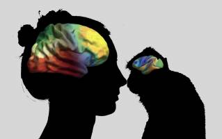 Die evolution�ren und genetischen Achsen unseres Gehirns