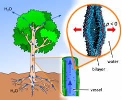 Die Saugkraft der Pflanzen