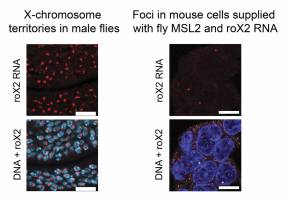 Ein Gel f�r die Dosiskompensation