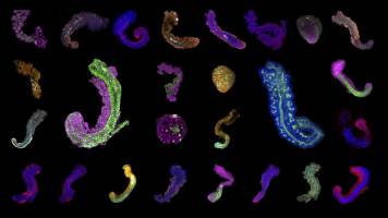 Embryonalentwicklung in der Petrischale